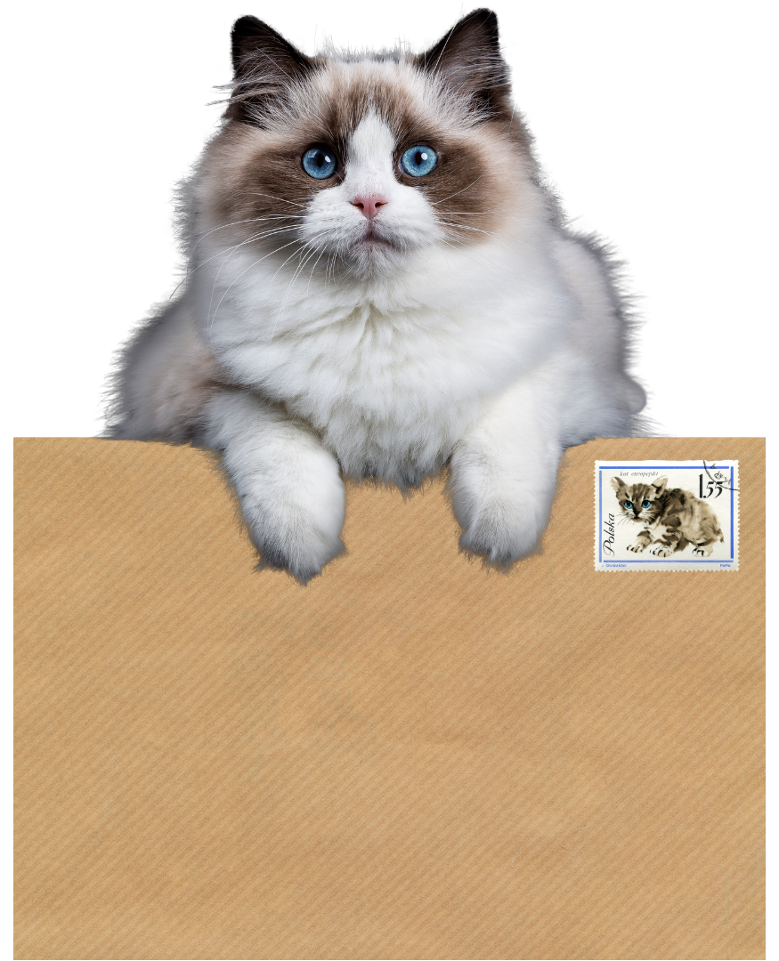 Cat on envelope
