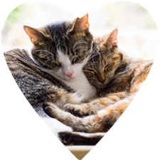 Two Cats Cuddling