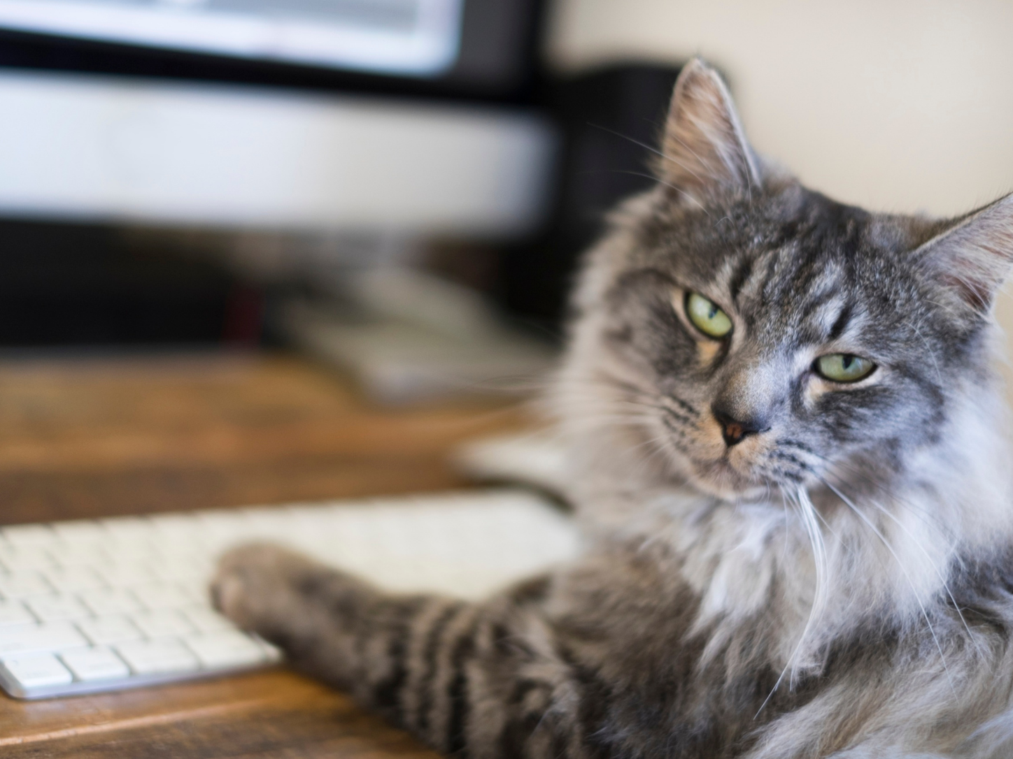 A cat working hard and giving its owner a glare