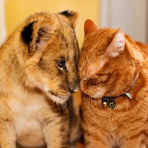 Pot_Purri_Mini_Fragments_300x300 A cat and a lion cub. More short stories about cats