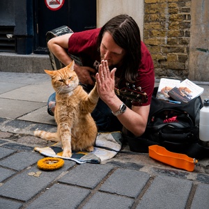 Pot_purri_Famous_Felines_300x300
