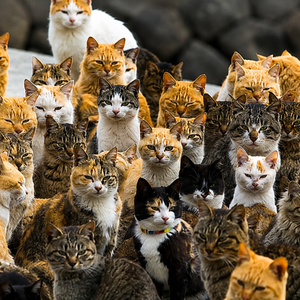 Pot_purri_Furry_Fragments_300x300 Lots and Lots of Cats