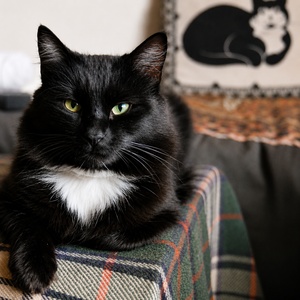 Pot_purri_Quotes_About_Cats_300x300 Ragamuffin A Cat That Like to Live Well